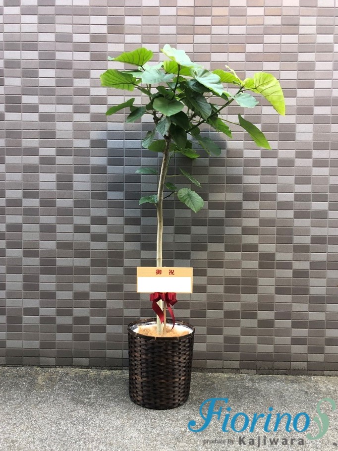 開業祝い用観葉植物 ウンベラータ 10寸（尺鉢）バスケット付き 2枚目