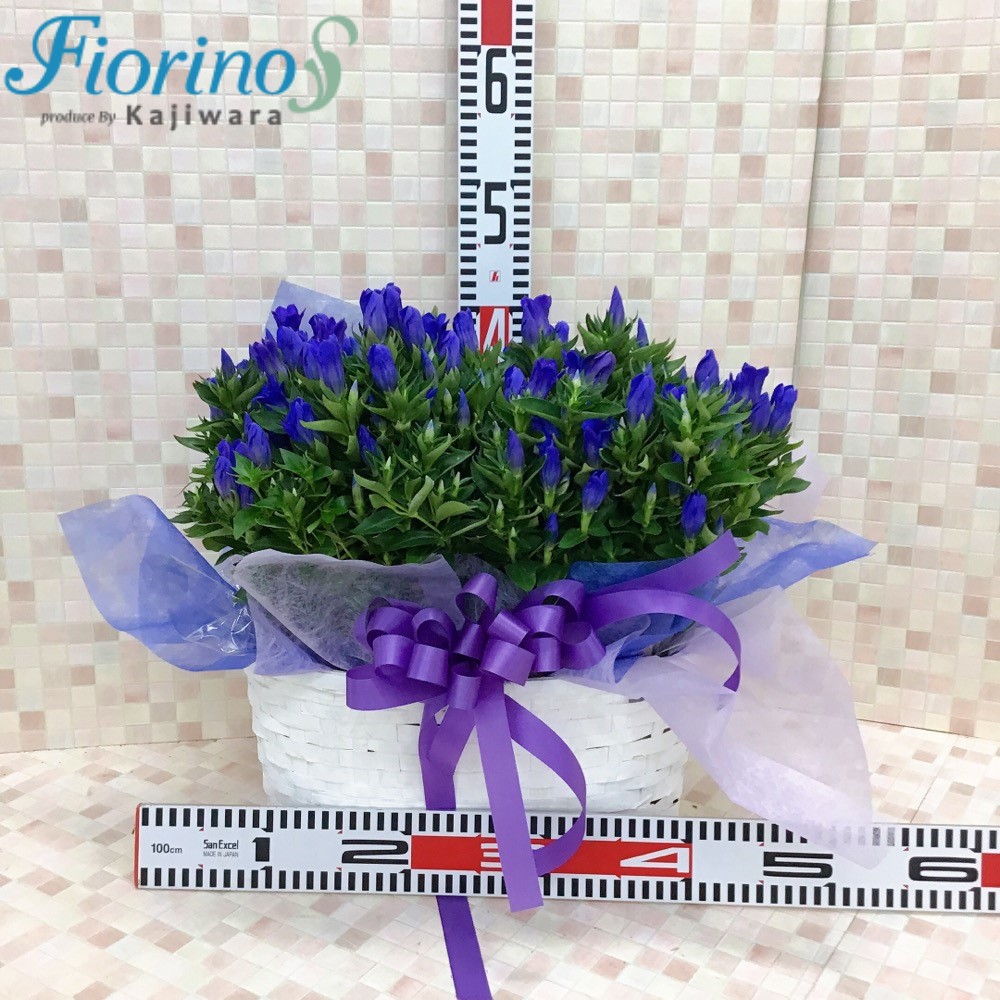 ギフト用季節の花鉢18544-0001